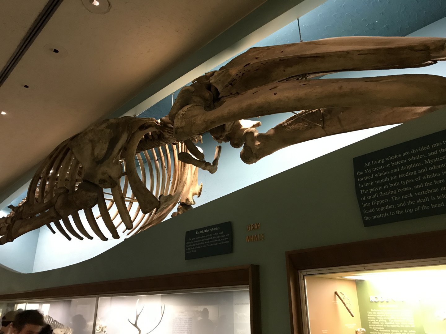 Gray Whale Skeleton