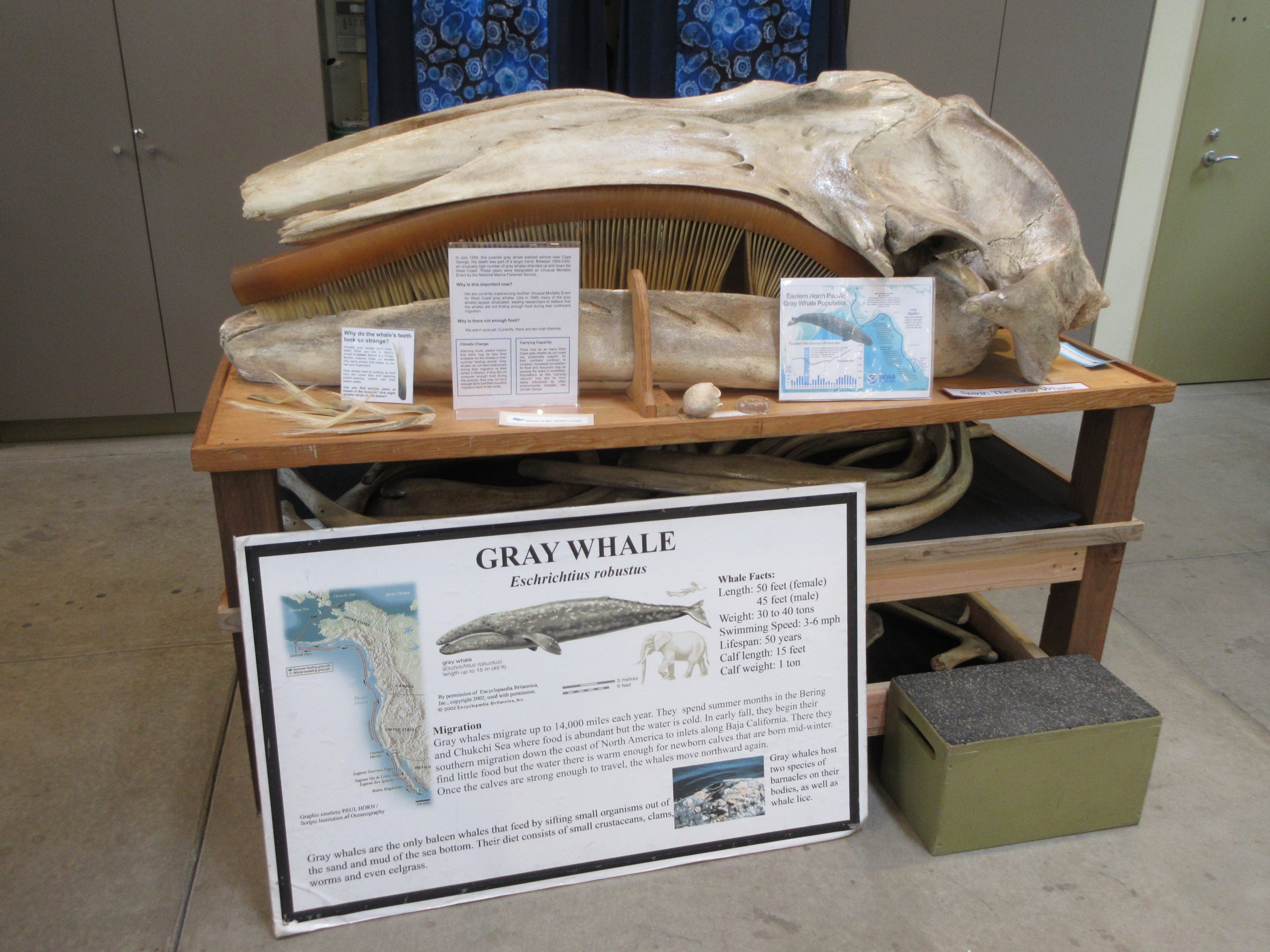 Gray Whale Skull (in Museum building)