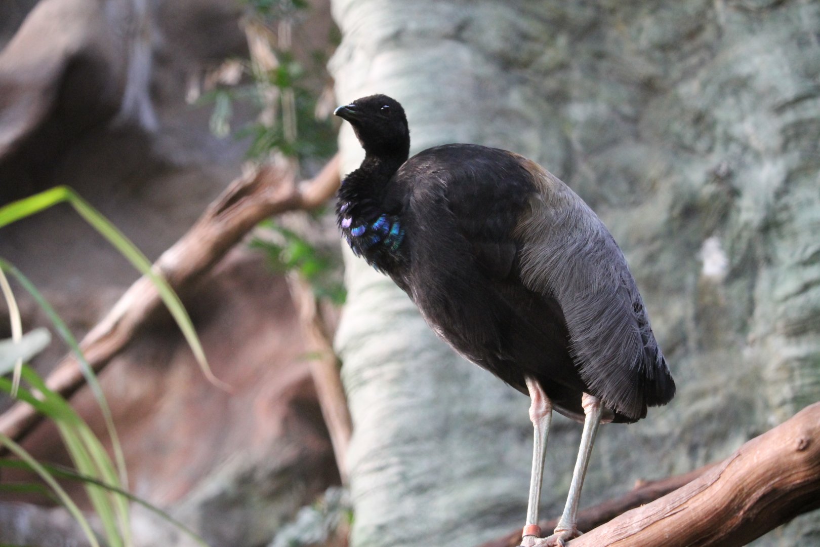 Gray-winged Trumpeter (Psophia crepitans)
