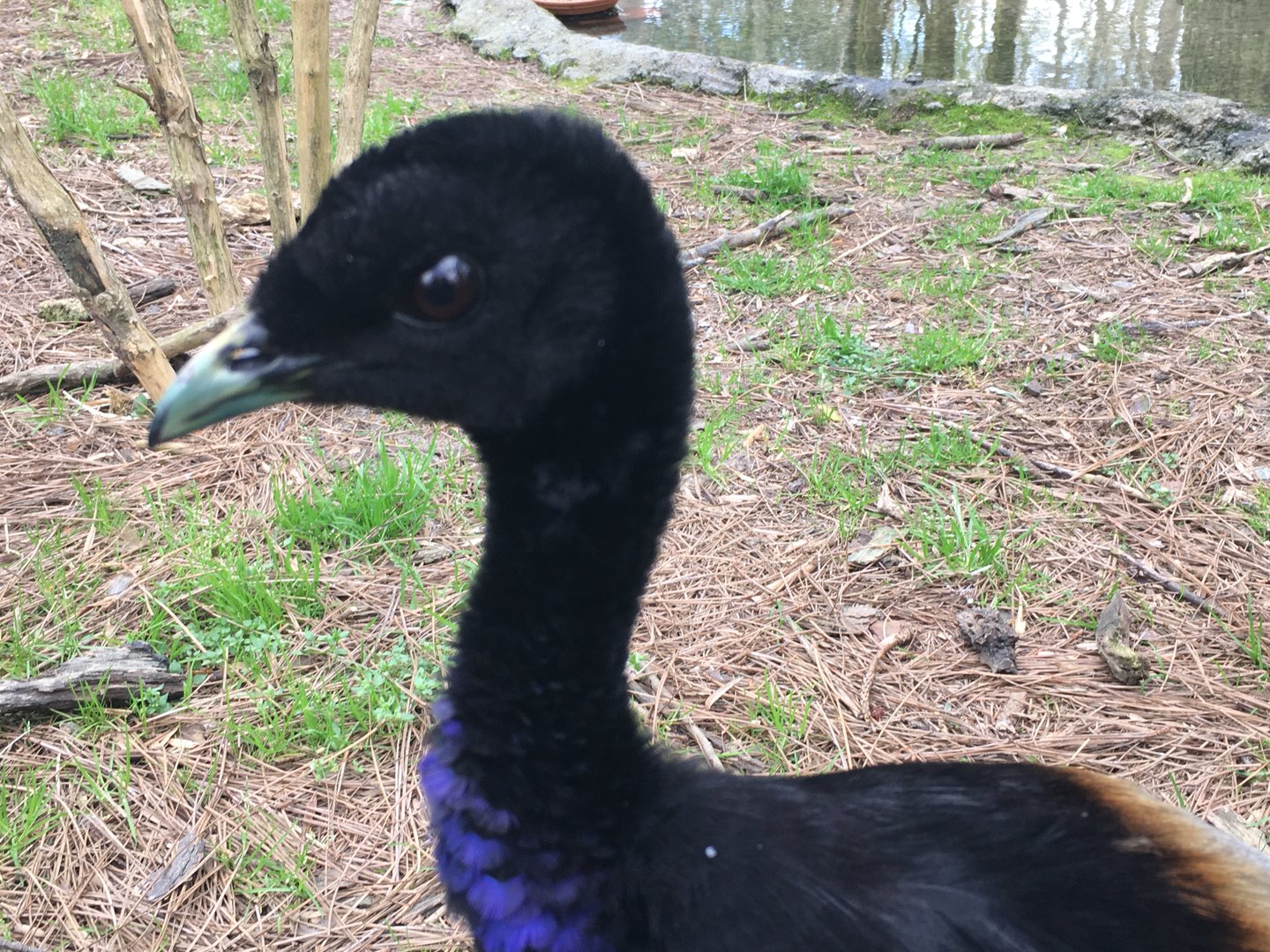 Gray-Winged Trumpeter (Psophia crepitans)
