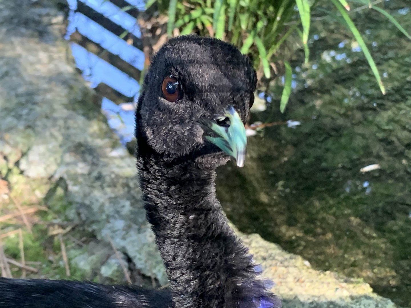 Gray-Winged Trumpeter (Psophia crepitans)