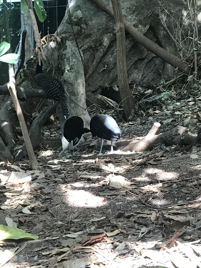 Gray-winged trumpeters and female Bare-faced curassow
