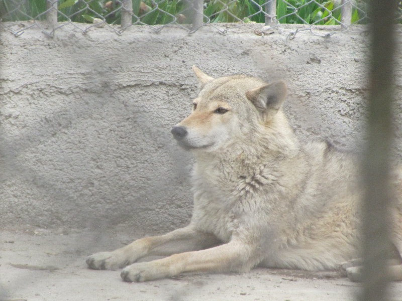 gray wolf-1