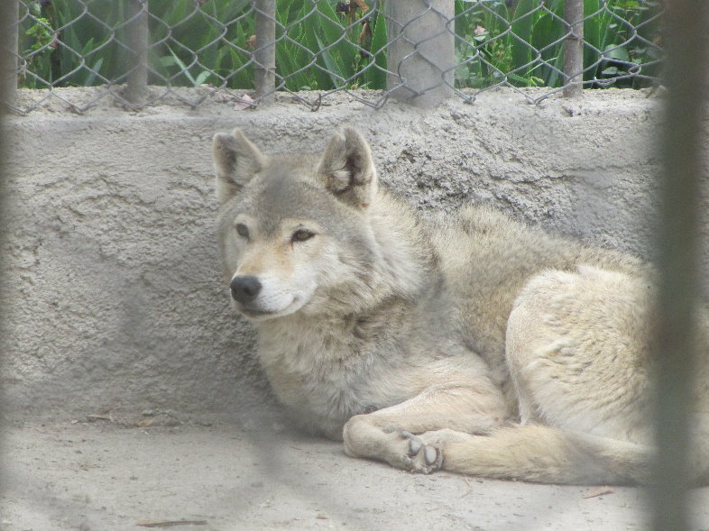 gray wolf-2