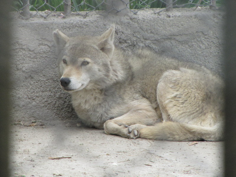 gray wolf-3