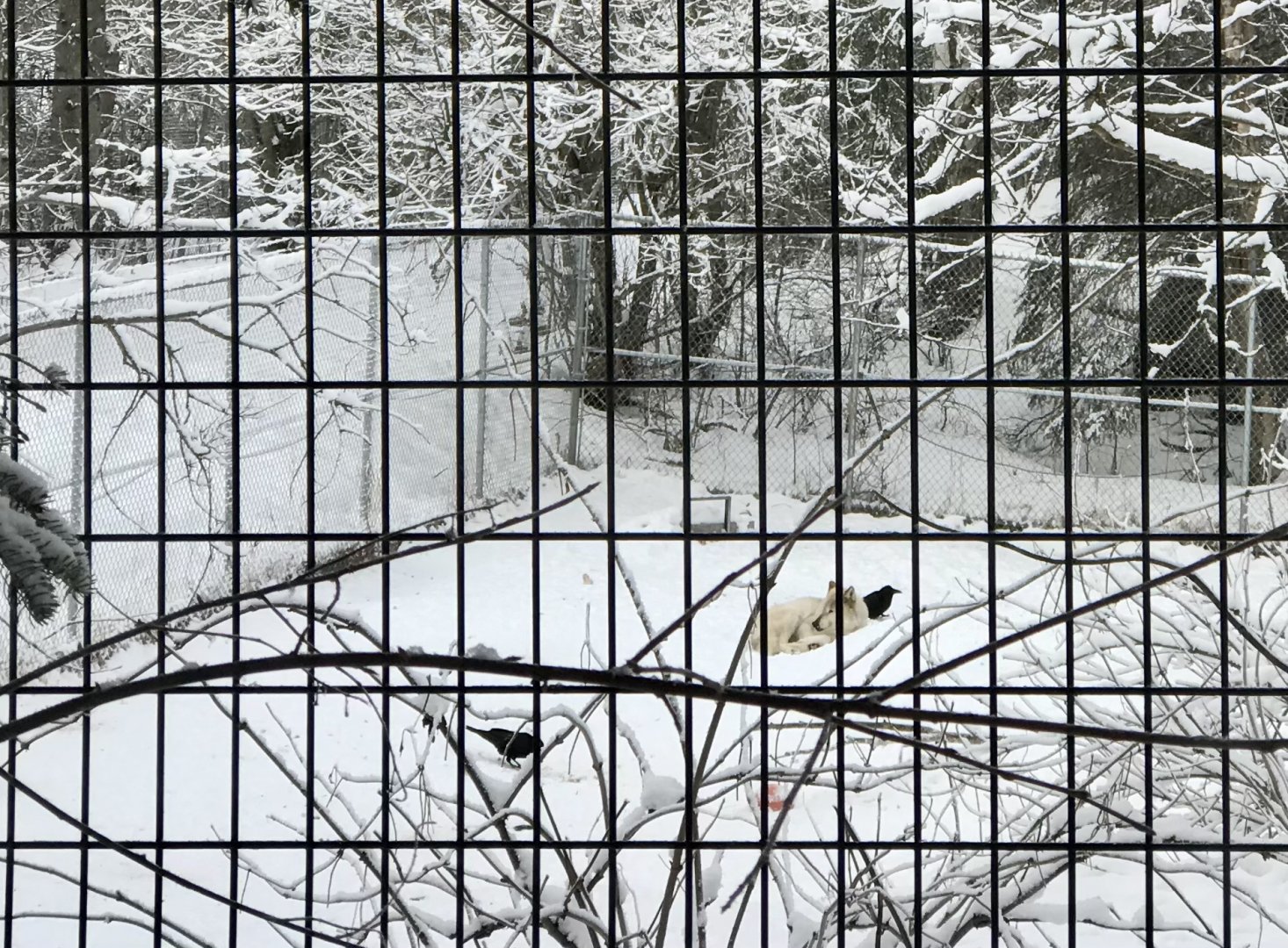 Gray Wolf and Ravens