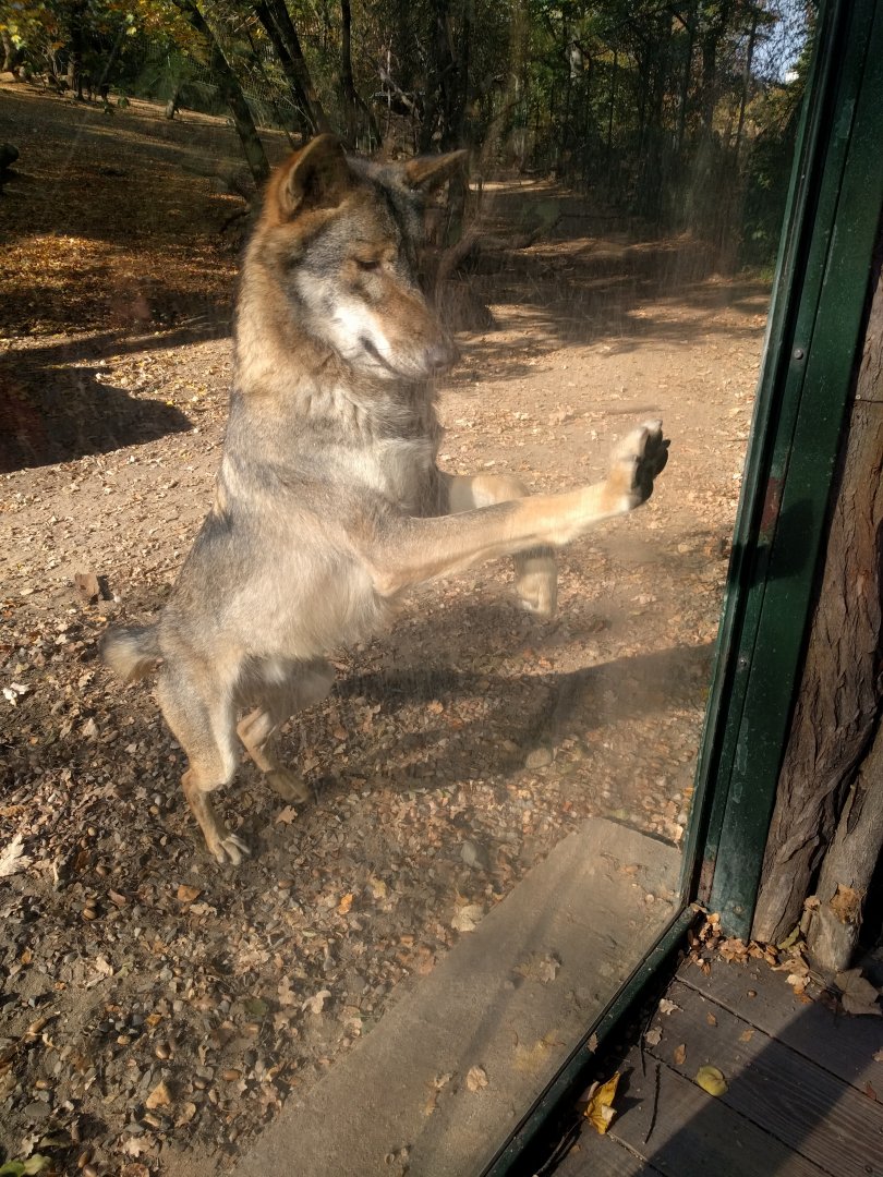 Gray Wolf Attack Zoo Praha