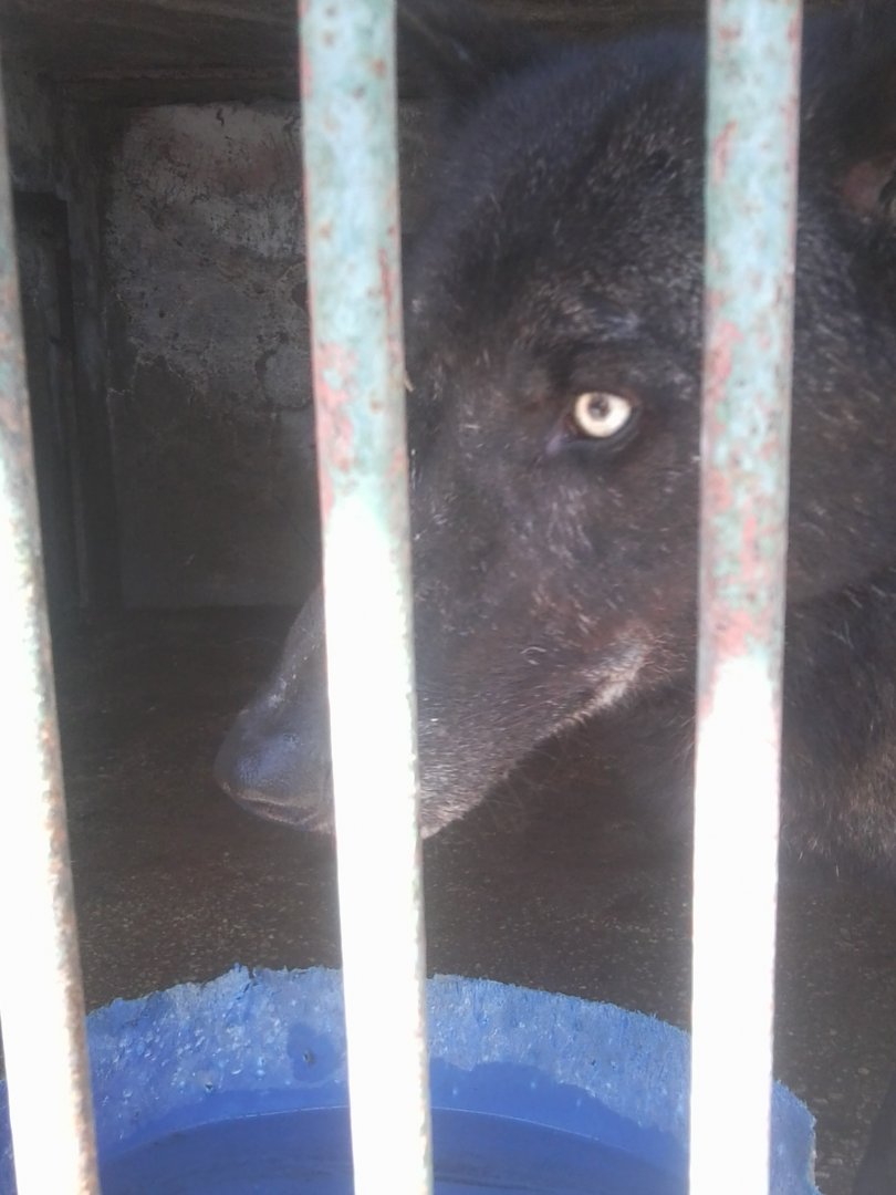 Gray wolf (black form)