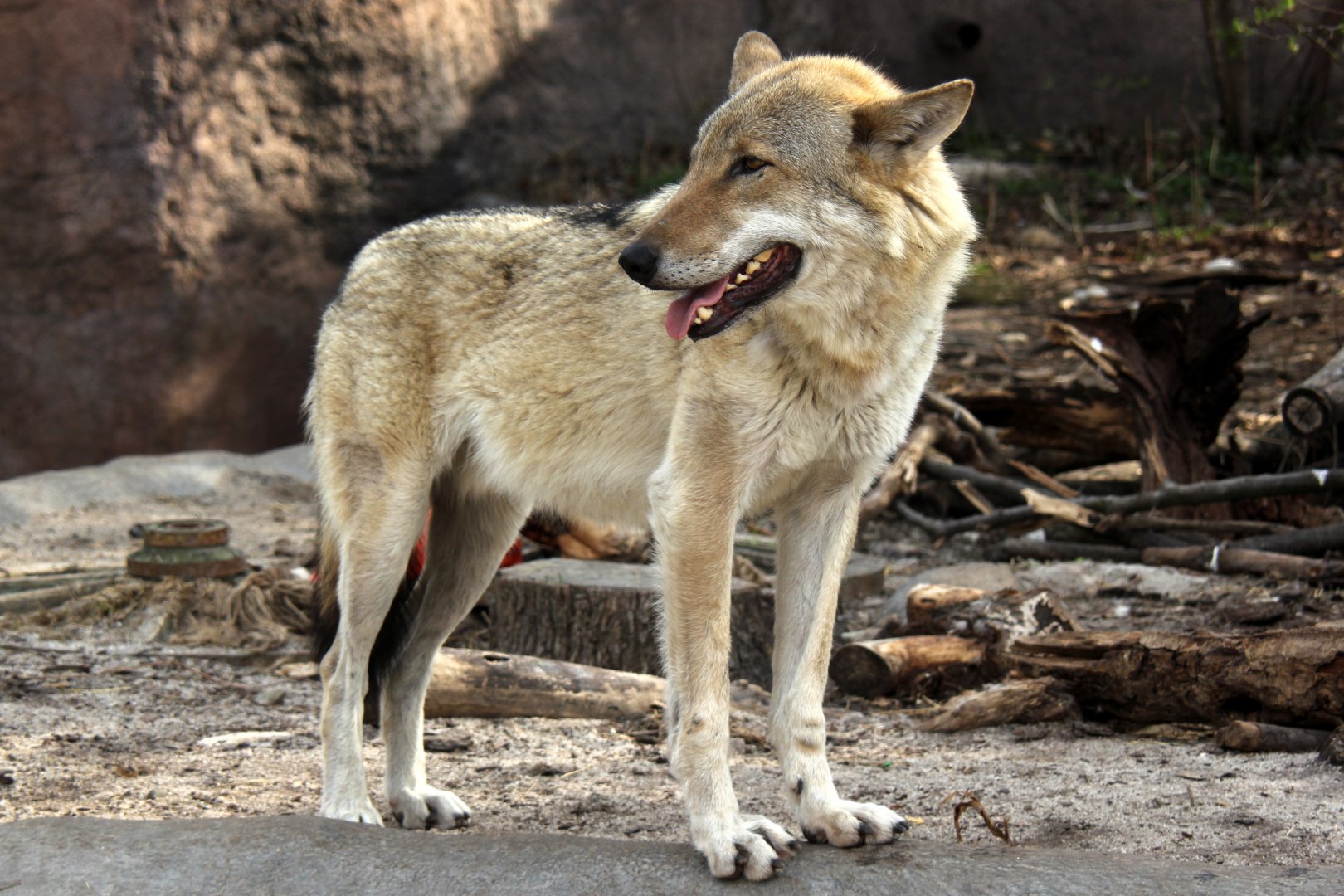gray wolf (Canis lupus) ssp ID?