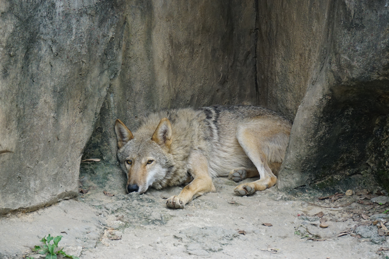 Gray wolf (Canis lupus)