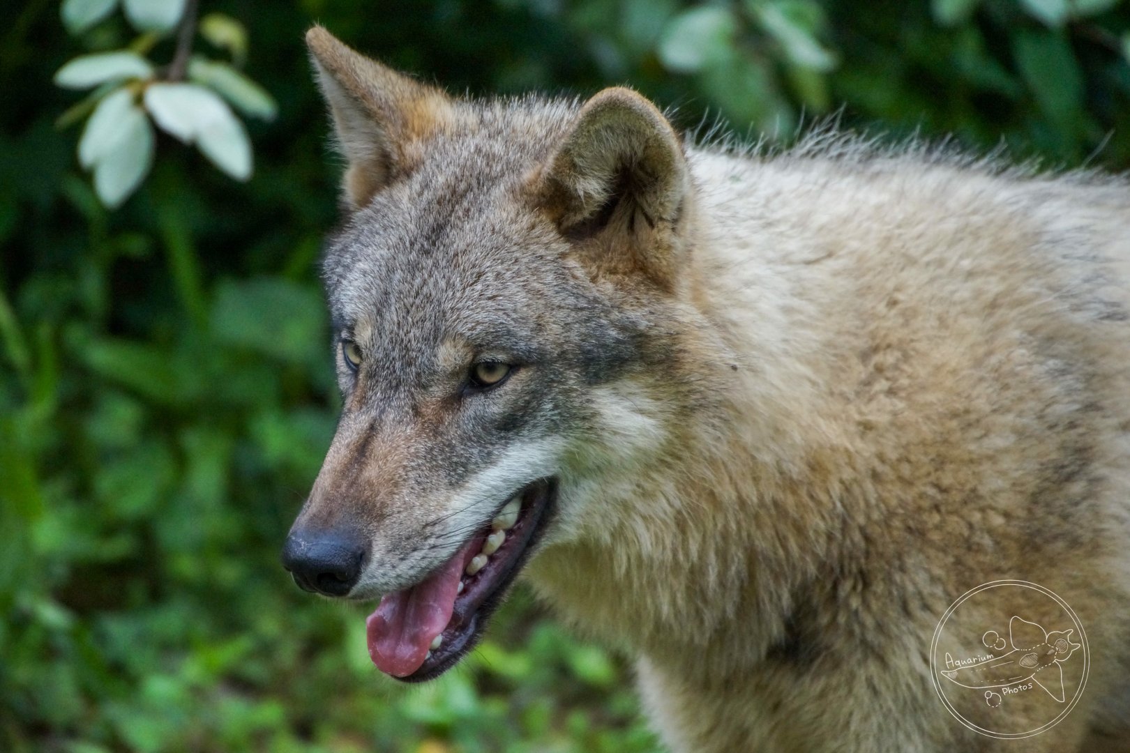 Gray Wolf (Canis lupus)