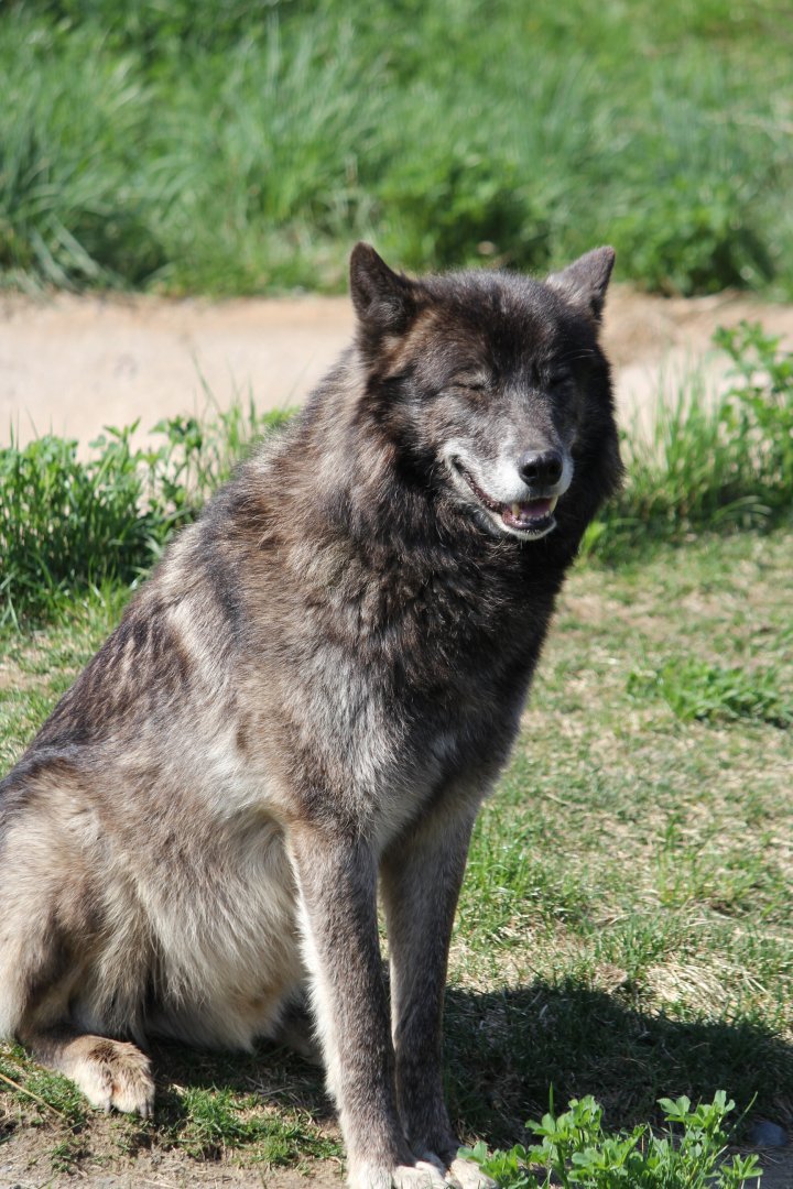 Gray Wolf, Detroit Zoo