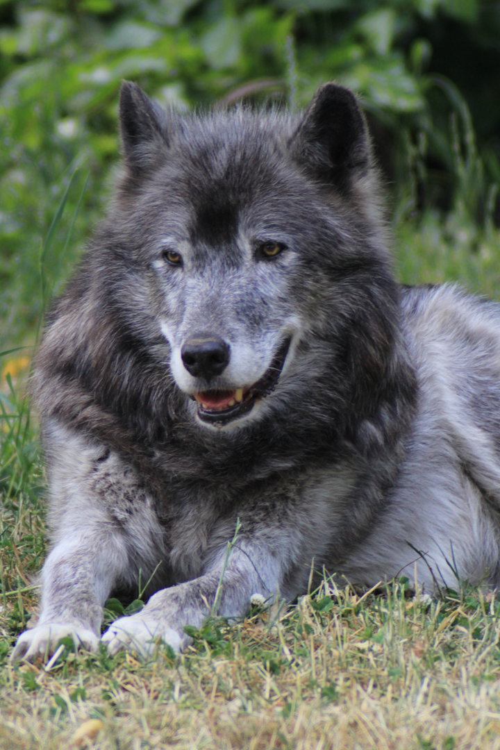 Gray Wolf, Detroit Zoo