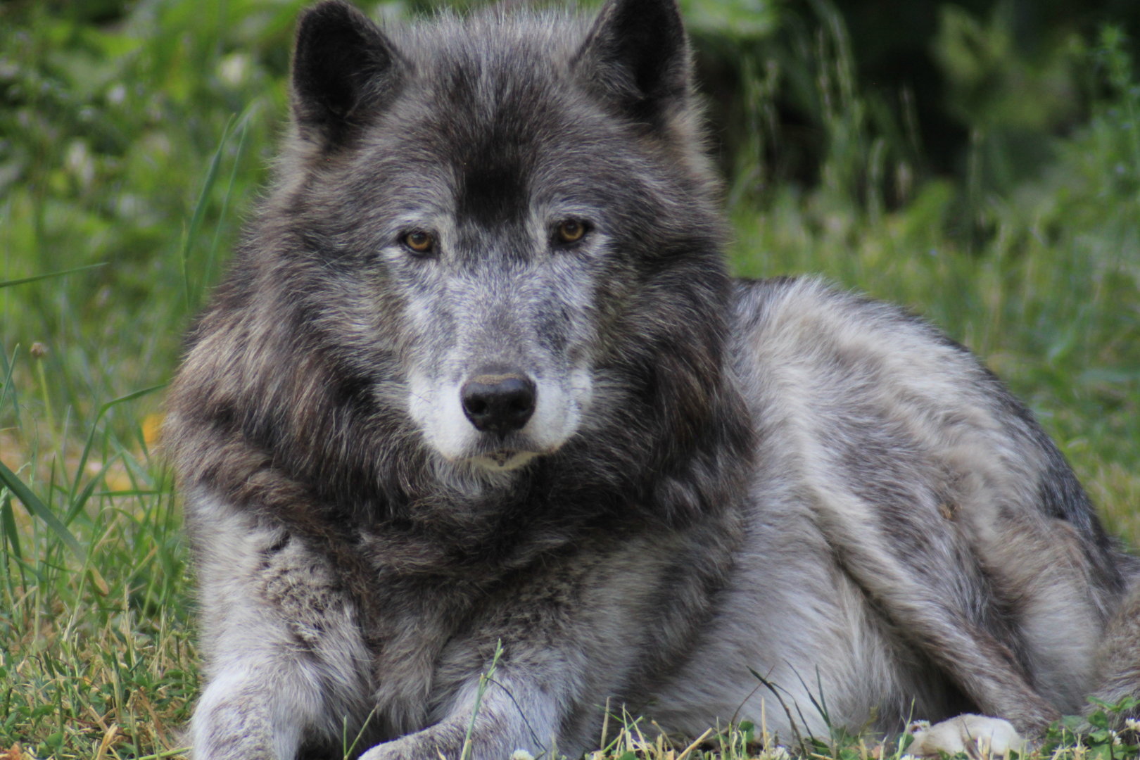 Gray Wolf, Detroit Zoo
