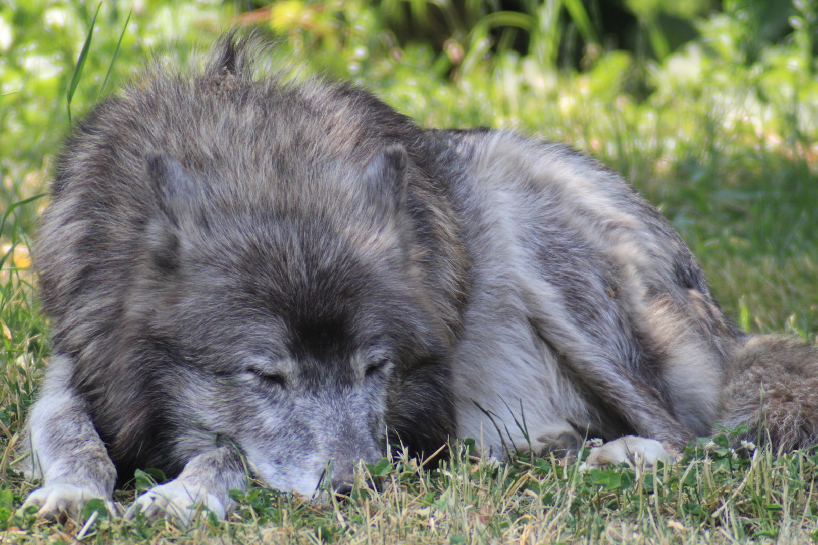 Gray Wolf, Detroit Zoo