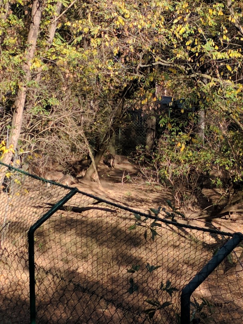 Gray Wolf Enclosure Zoo Praha 2018