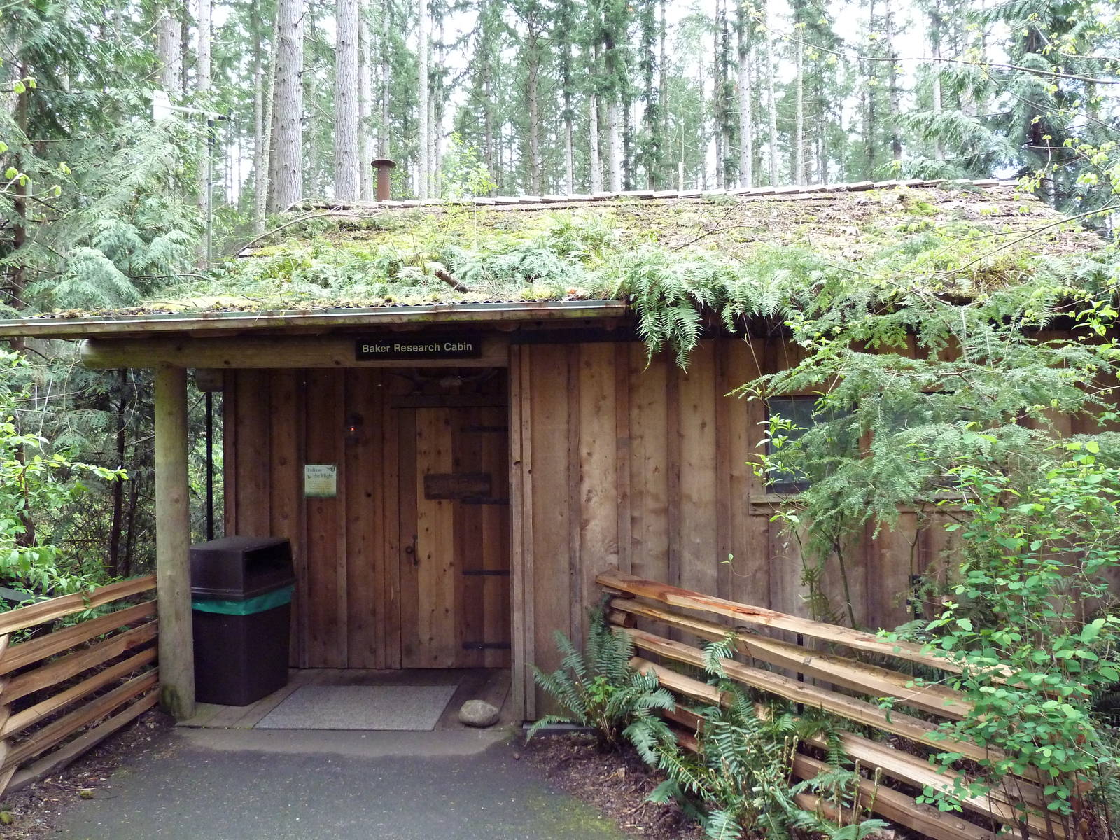 Gray Wolf Exhibit - Baker Research Cabin