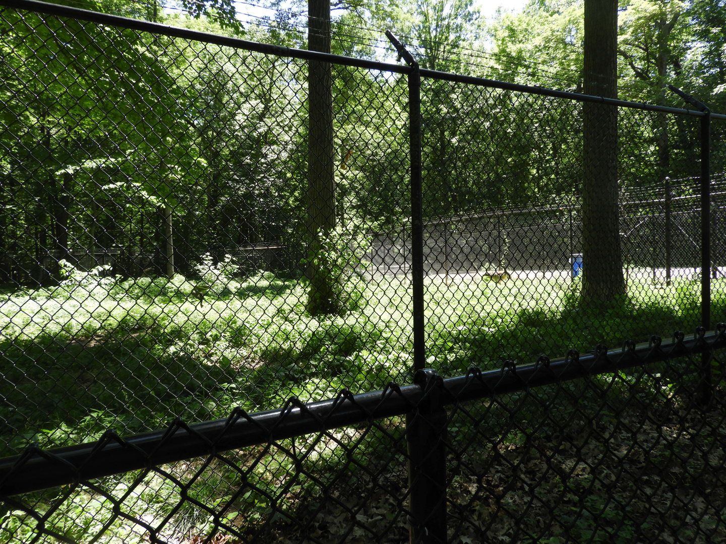 Gray Wolf exhibit (first fourth) - Wildwood Zoo
