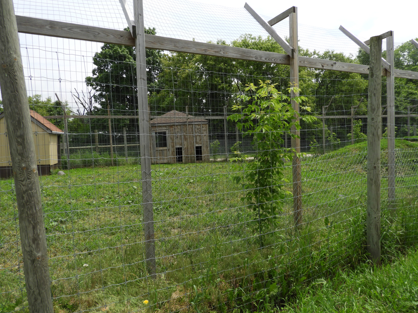 Gray Wolf exhibit (first half) - Indian Village - Animal Gardens Petting Zoo