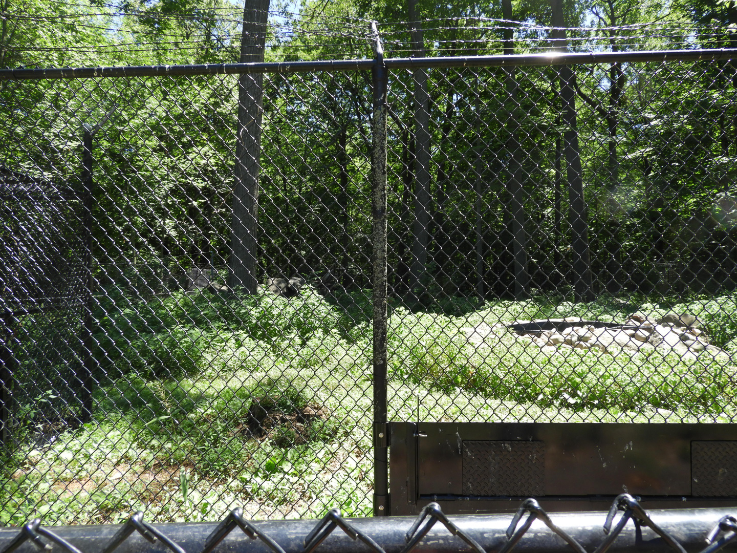 Gray Wolf exhibit (fourth fourth) - Wildwood Zoo