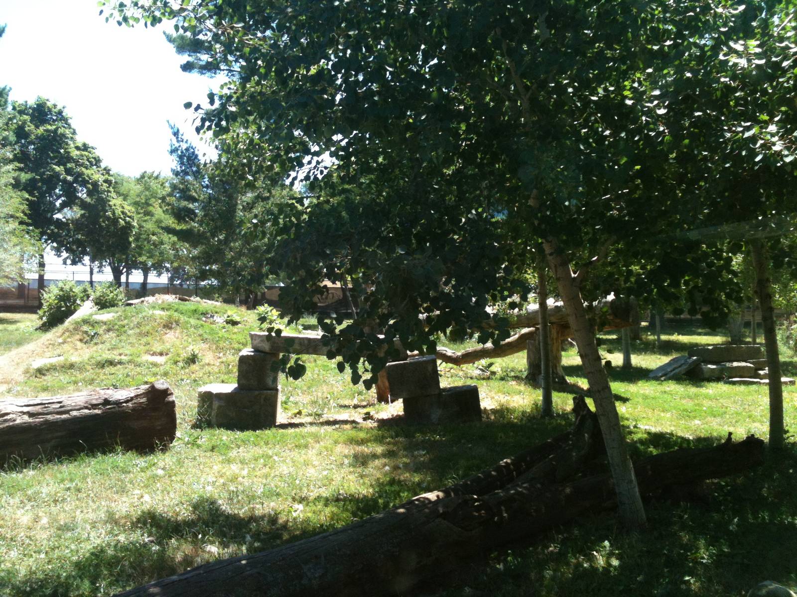 Gray Wolf Exhibit. June 2012