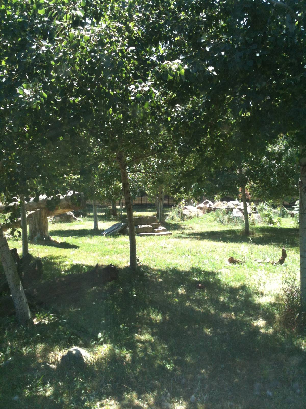 Gray Wolf Exhibit. June 2012