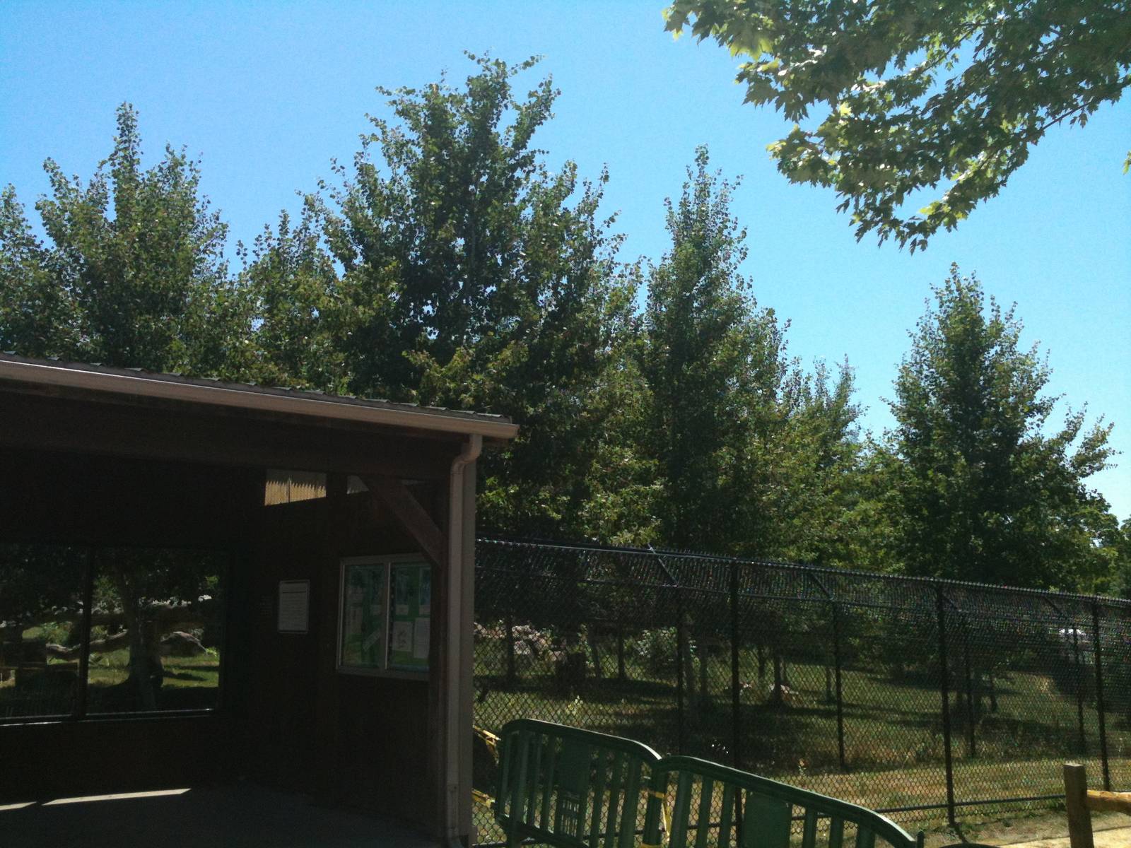 Gray Wolf Exhibit. June 2012