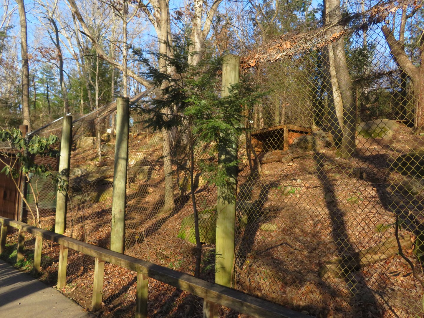 Gray Wolf Exhibit (Lower View)
