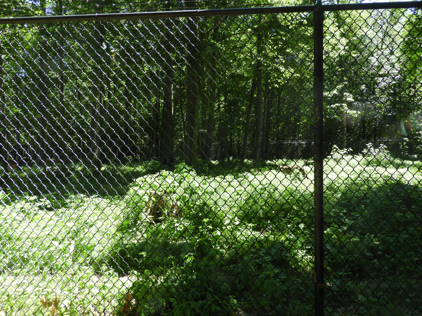 Gray Wolf exhibit (second fourth) - Wildwood Zoo