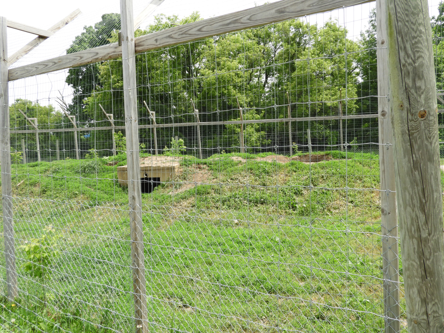 Gray Wolf exhibit (second half) - Indian Village - Animal Gardens Petting Zoo