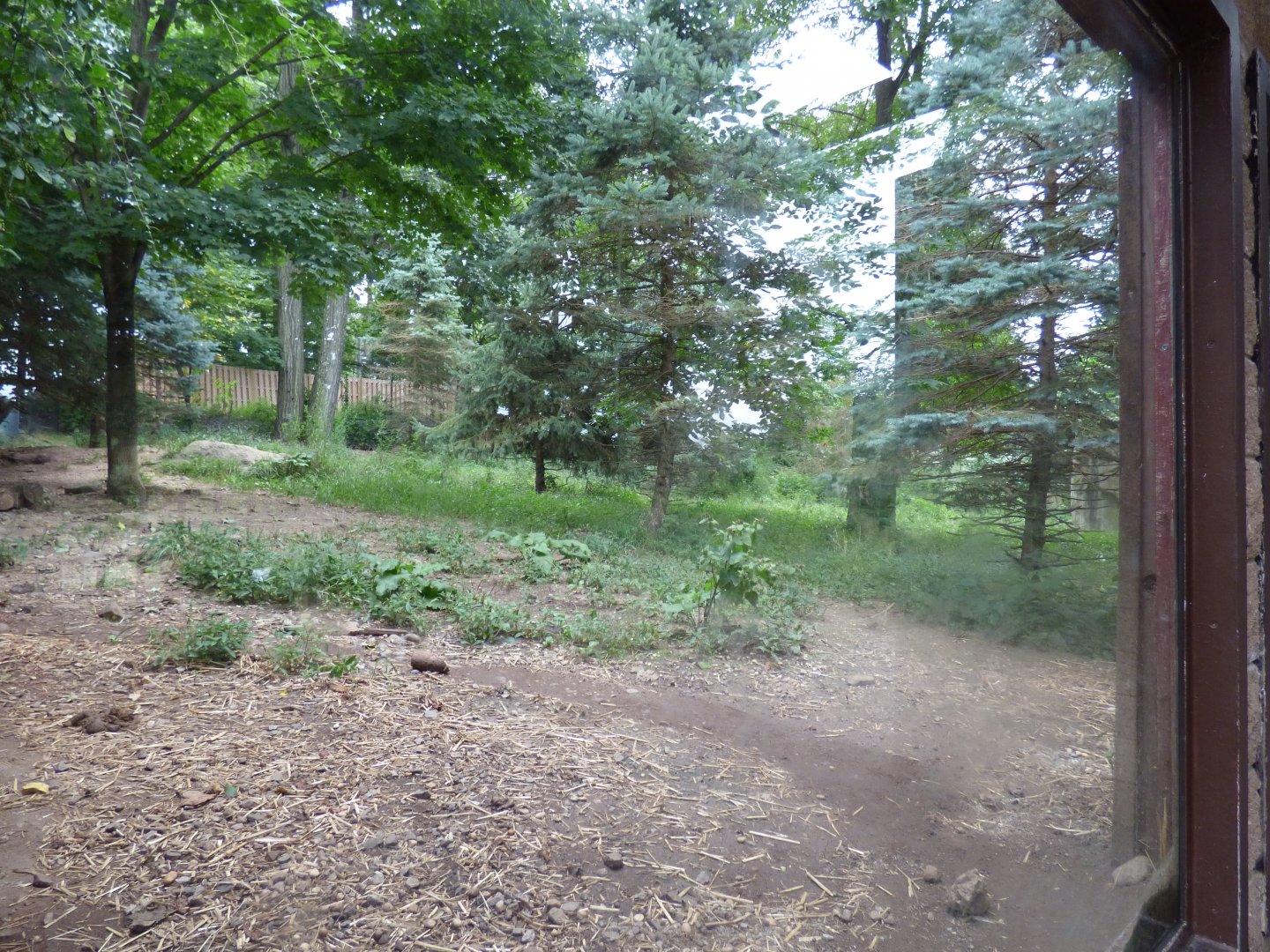 Gray Wolf Exhibit- Sept. 2018