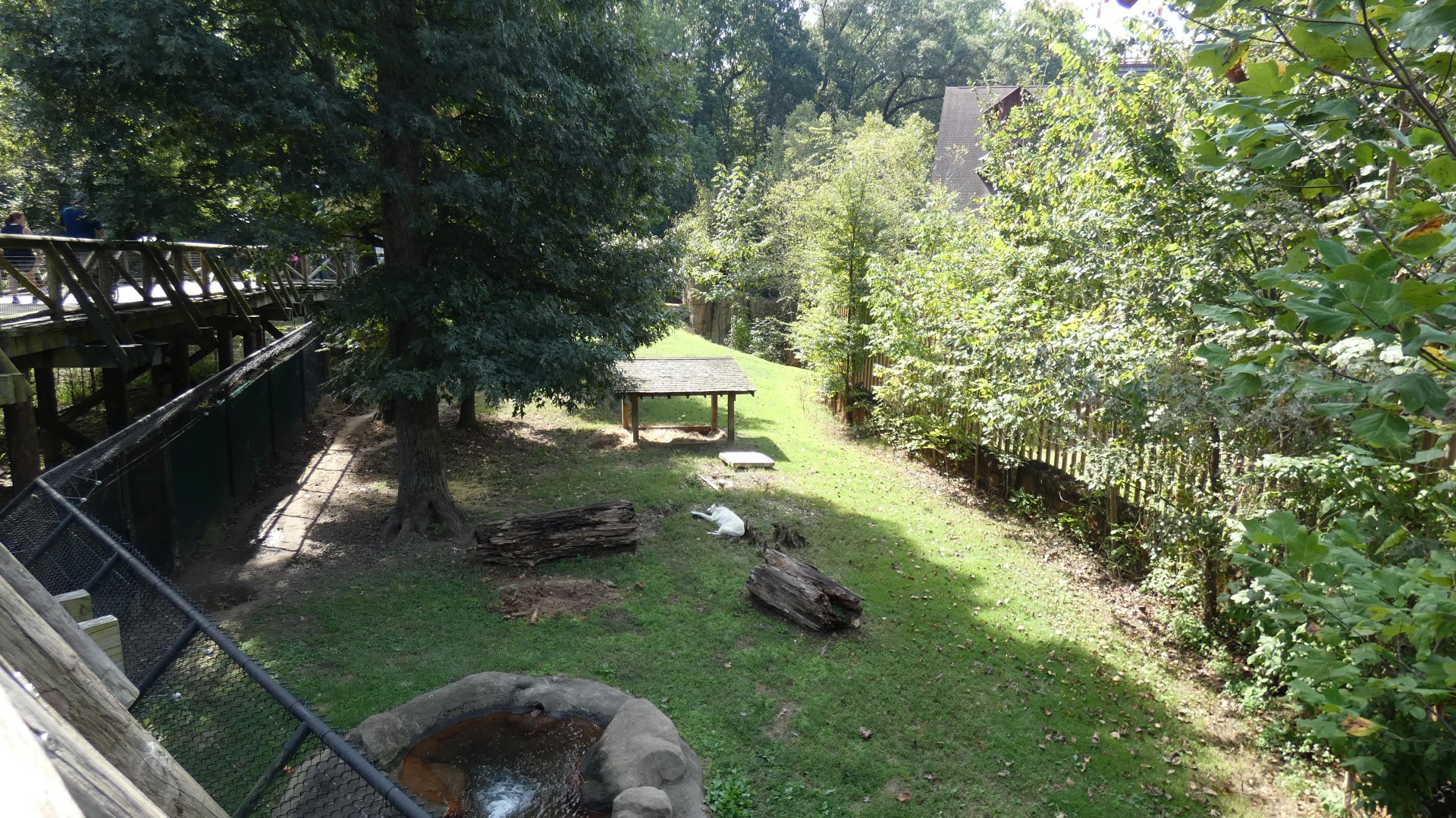 Gray Wolf Exhibit, Teton Trek - Sep. 2021