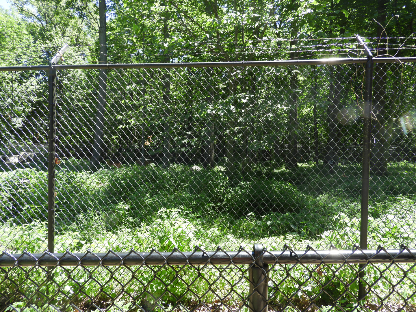 Gray Wolf exhibit (third fourth) - Wildwood Zoo