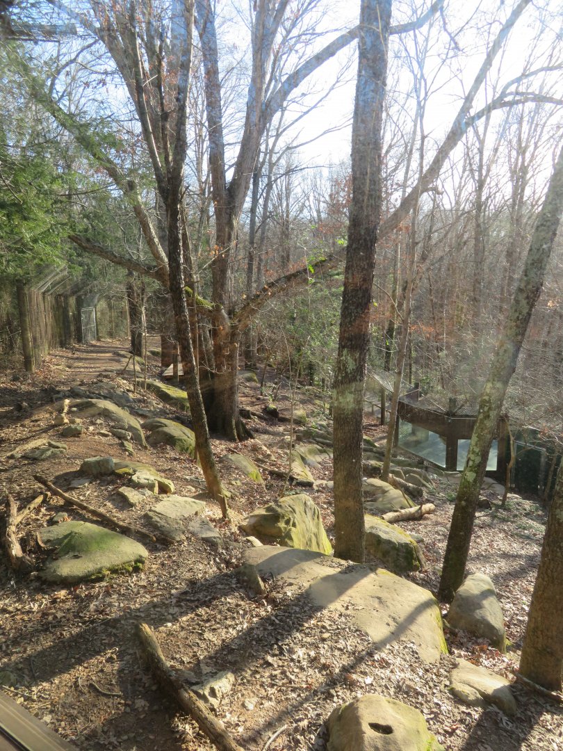 Gray Wolf Exhibit (Upper View)