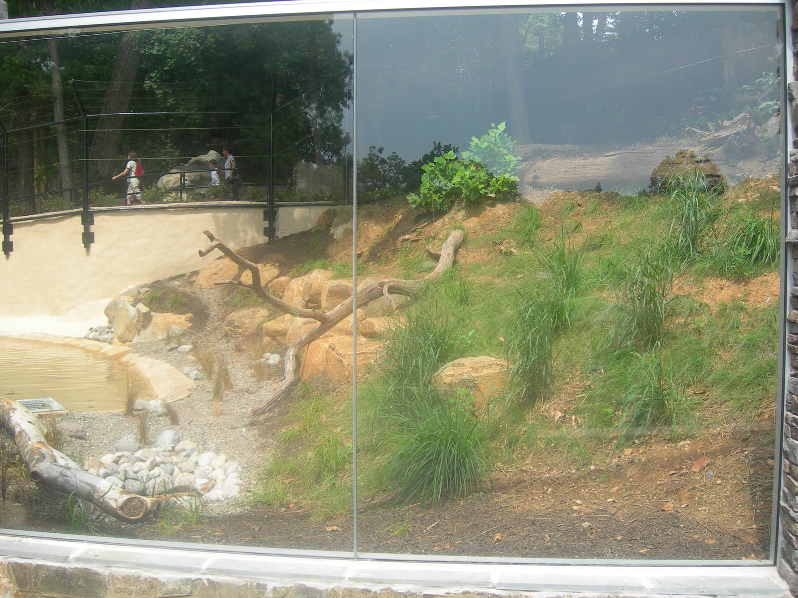 Gray Wolf Exhibit