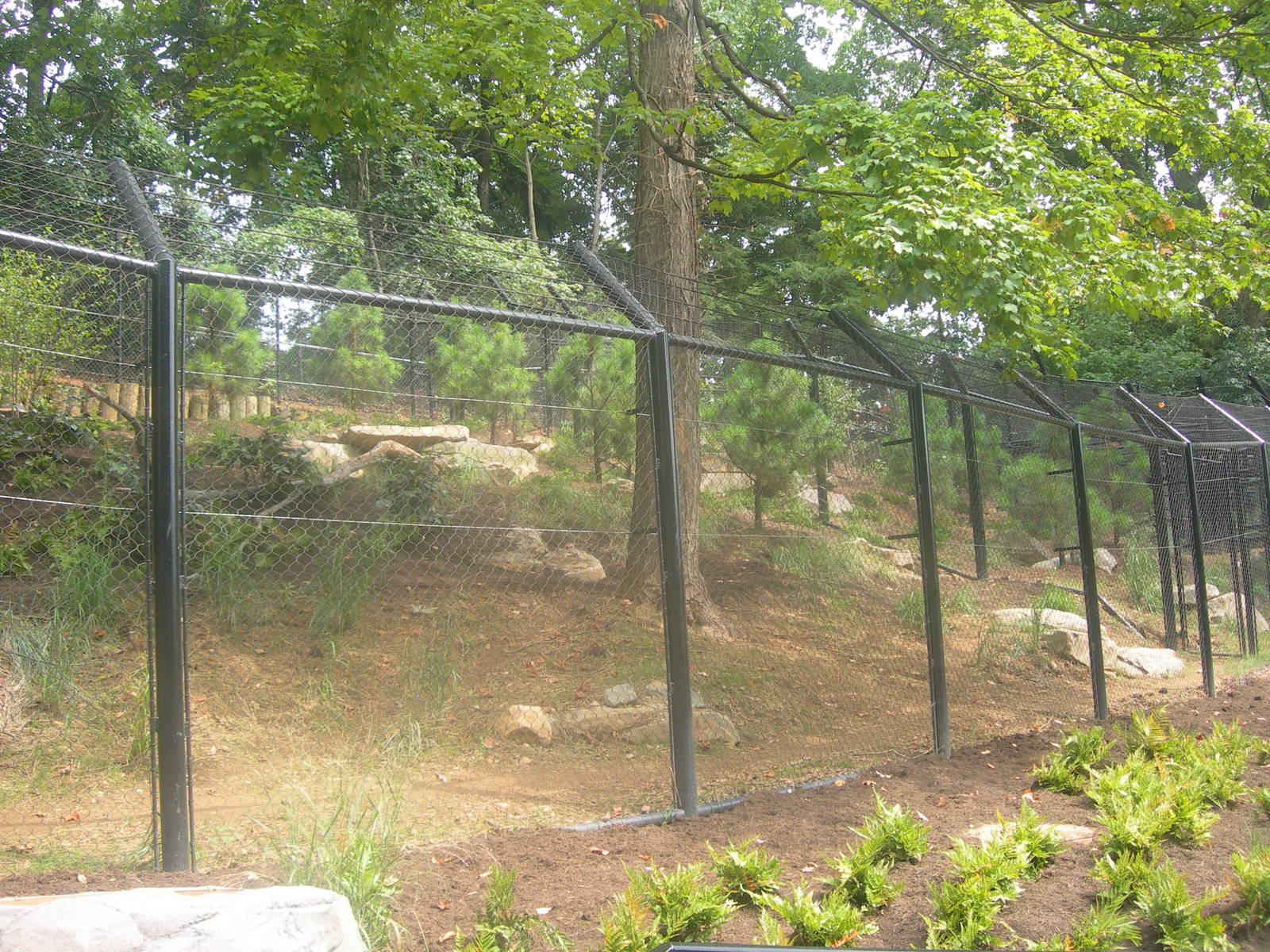 Gray Wolf Exhibit