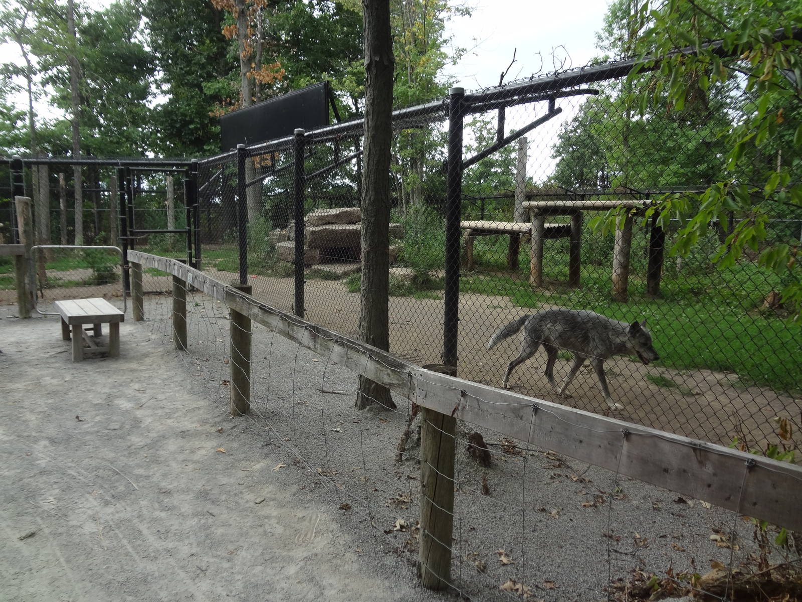 Gray Wolf exhibit
