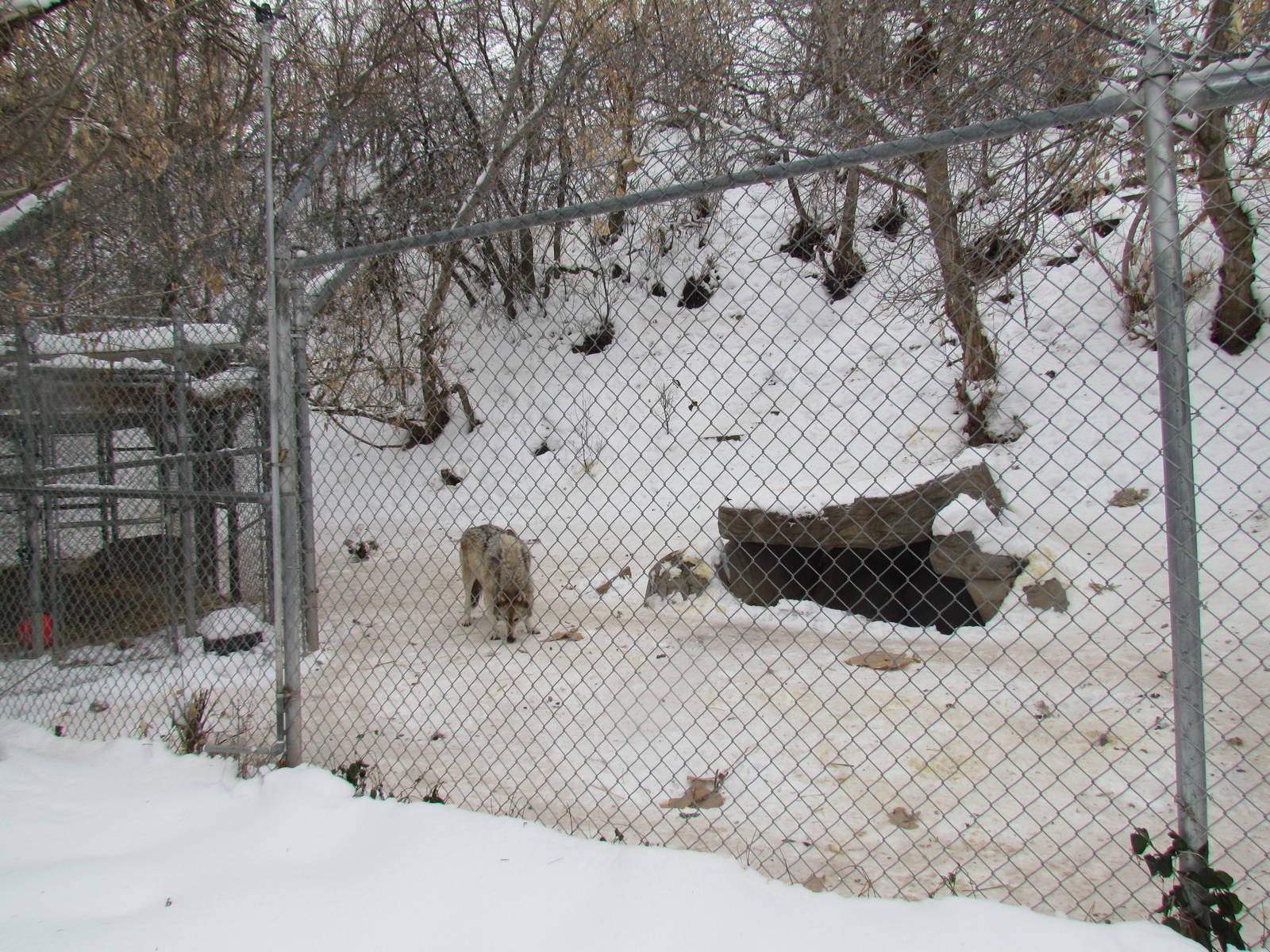 Gray Wolf Exhibit