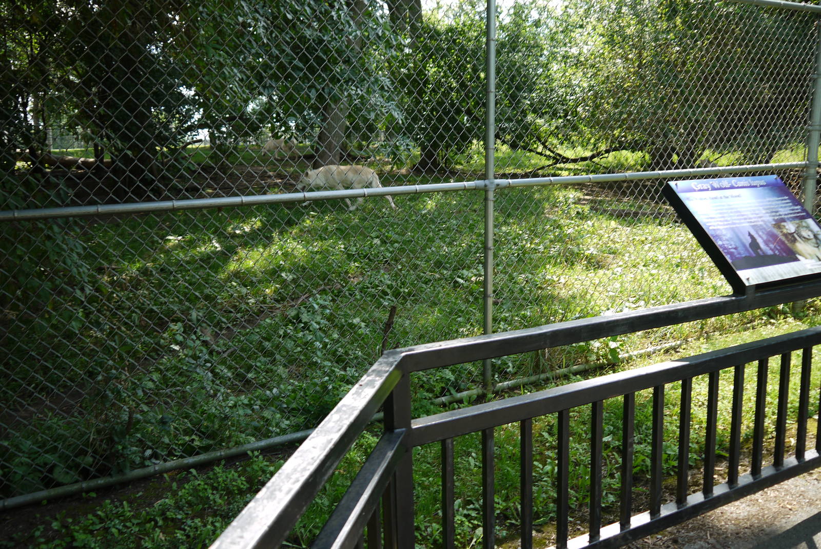 Gray Wolf Exhibit