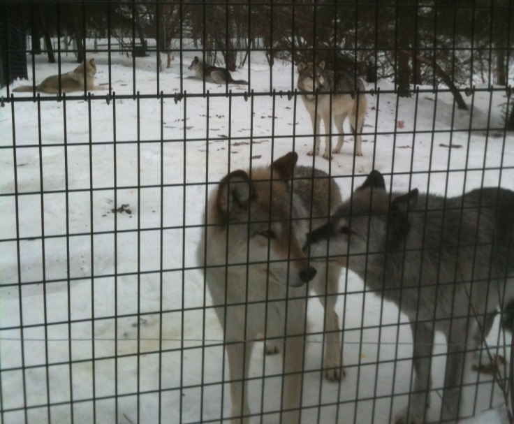 Gray Wolf Exhibit