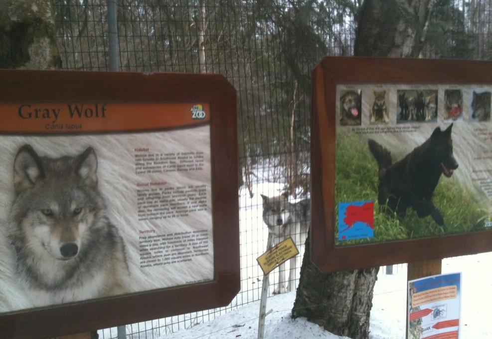Gray Wolf Exhibit