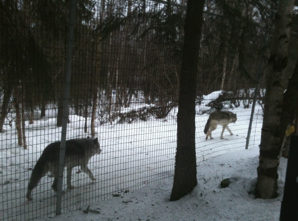 Gray Wolf Exhibit
