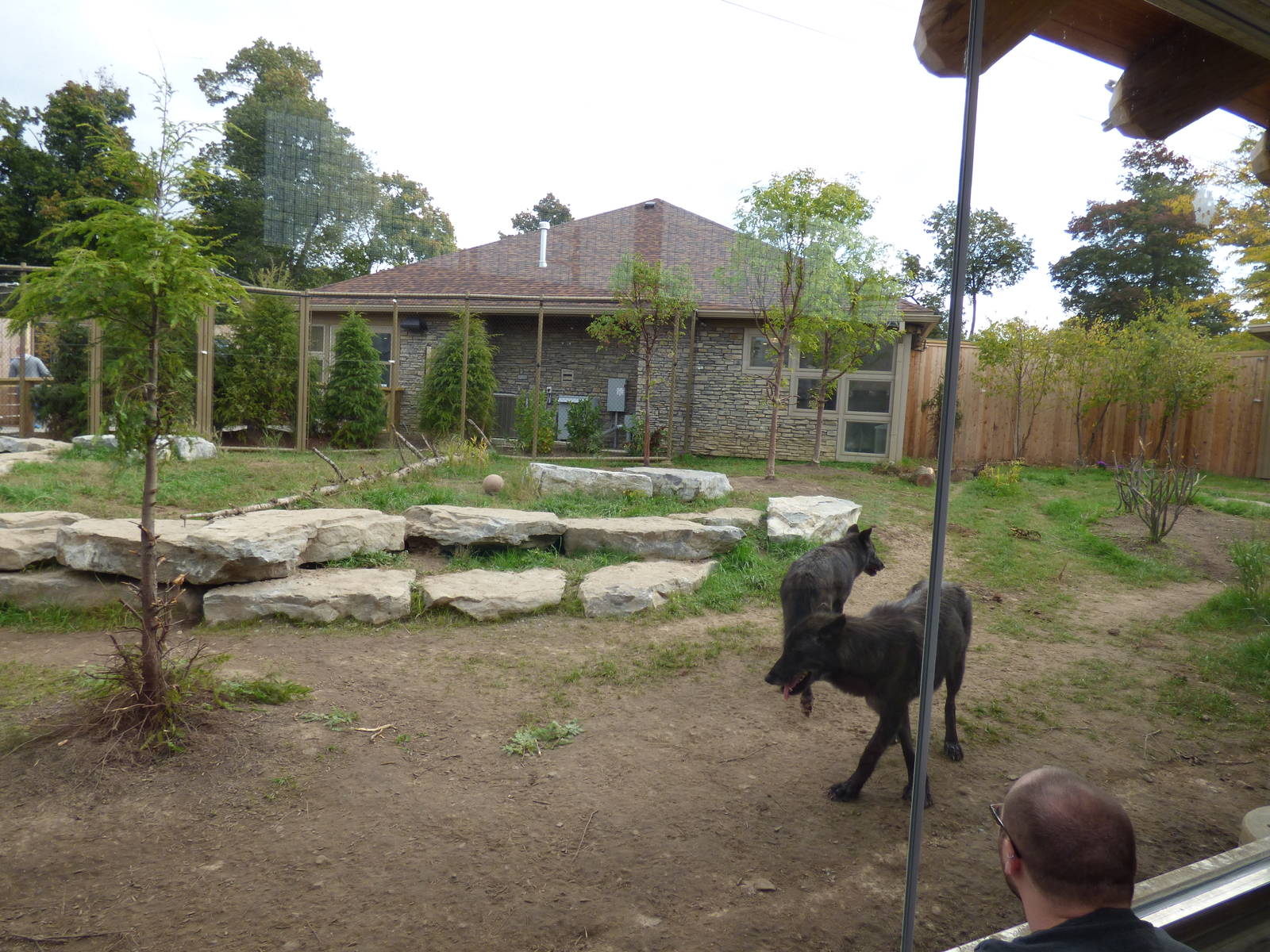 Gray Wolf Exhibit