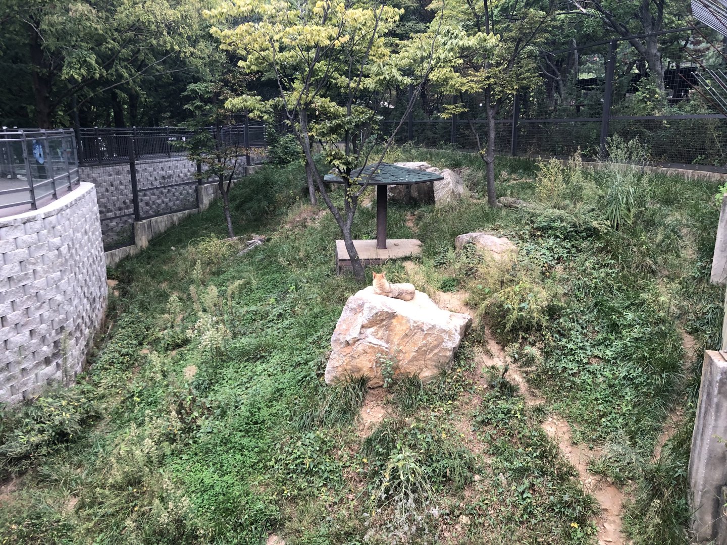 Gray Wolf Exhibit