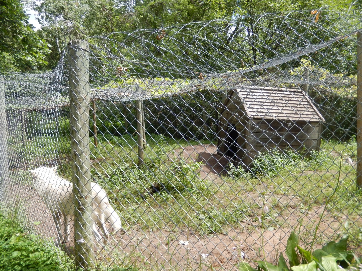 Gray Wolf Exhibit