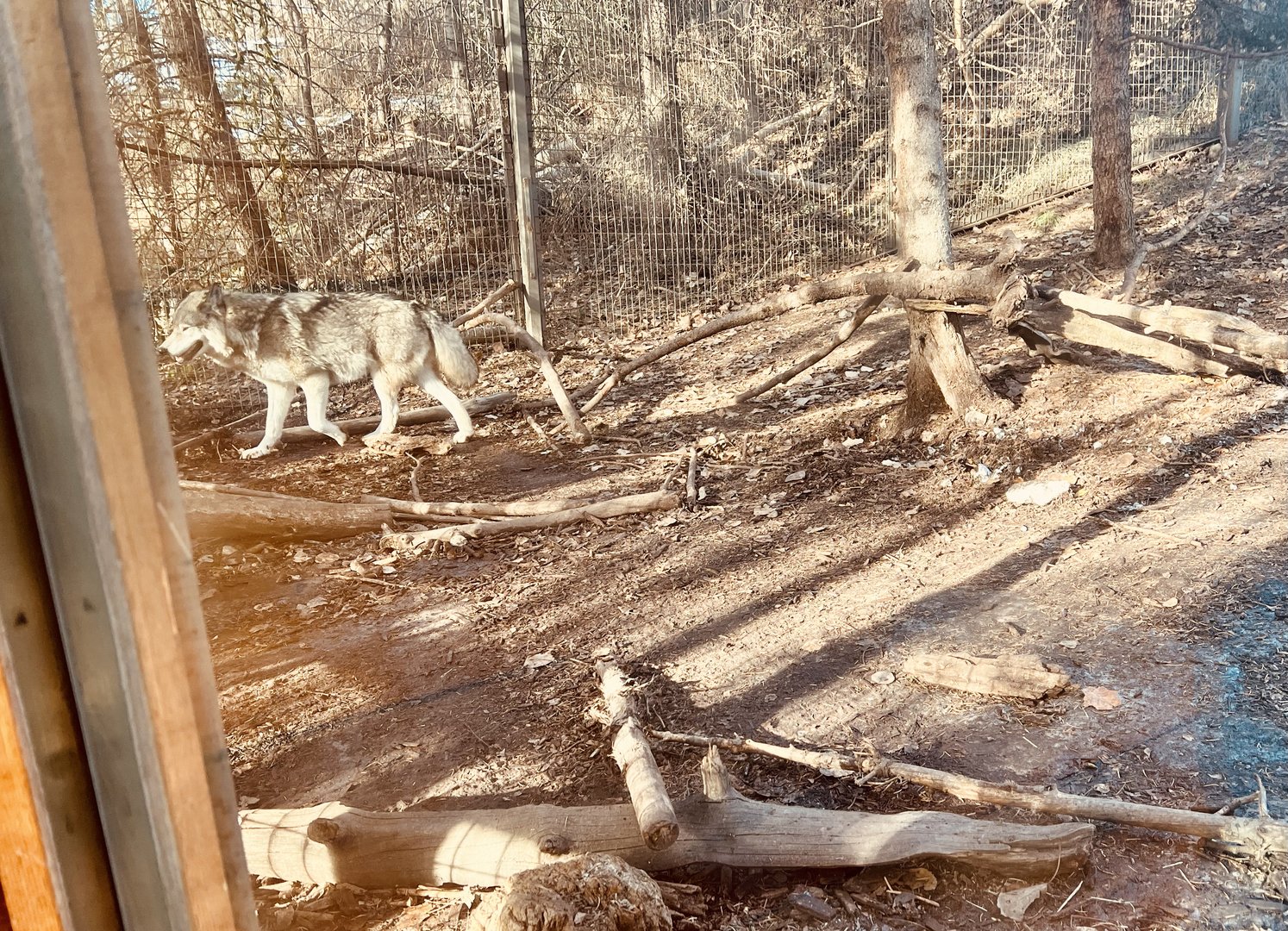 Gray Wolf Exhibit