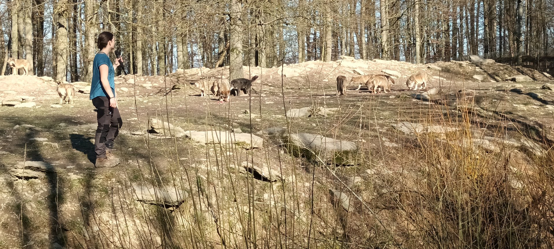 Gray Wolf Feeding and Keeper Talk