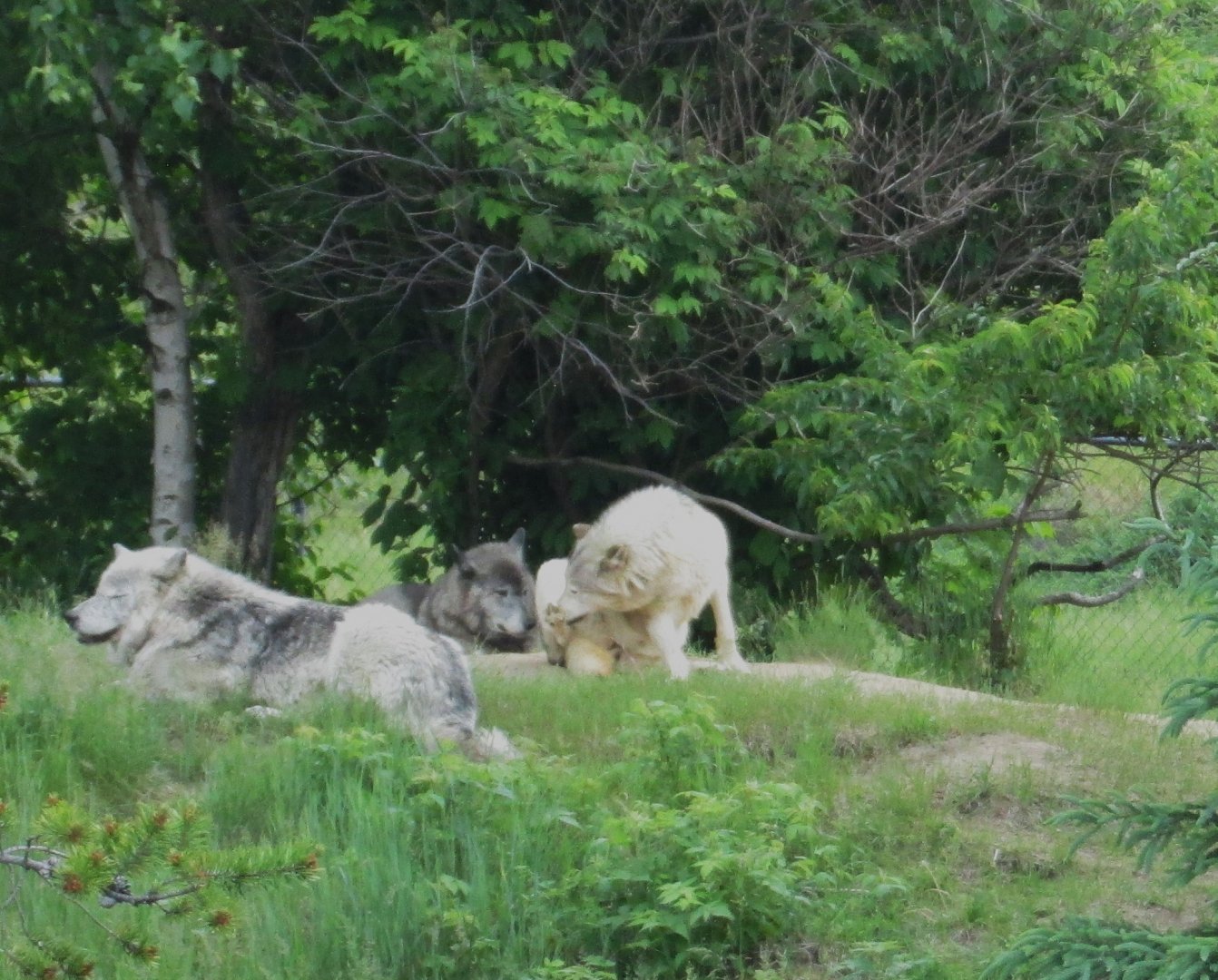 Gray wolf from train