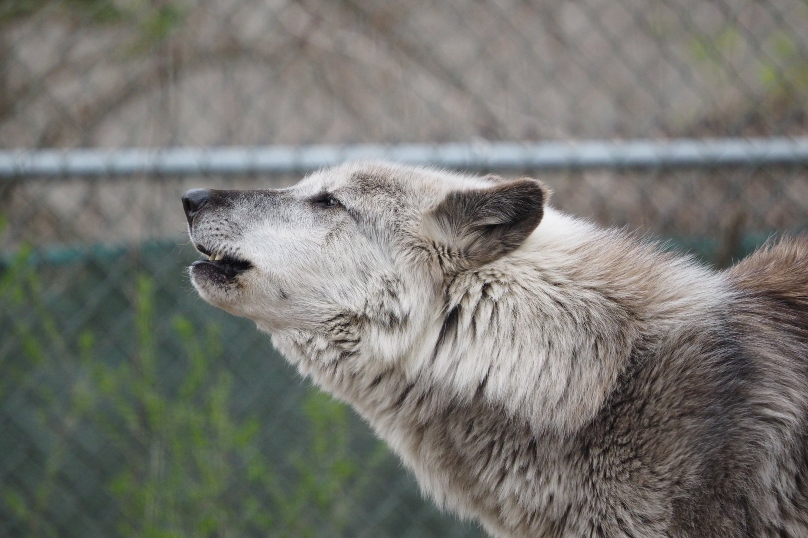 Gray wolf howling