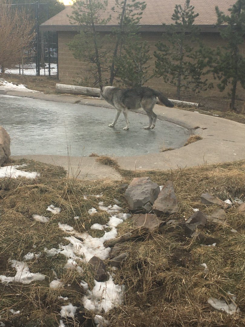 Gray Wolf “ice skating”